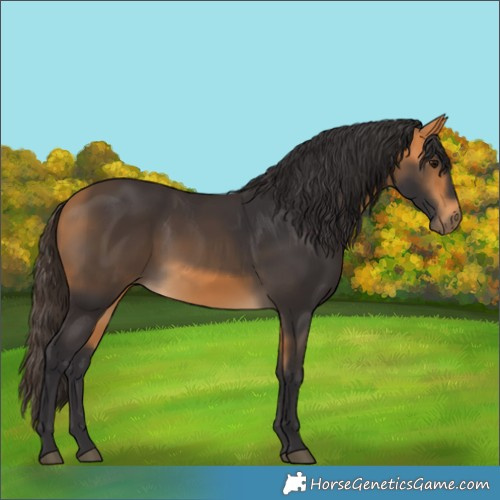 Horse Color:Buckskin 