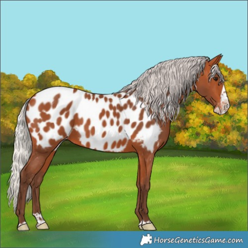 Horse Color:Silver Bay Splash Near Leopard 