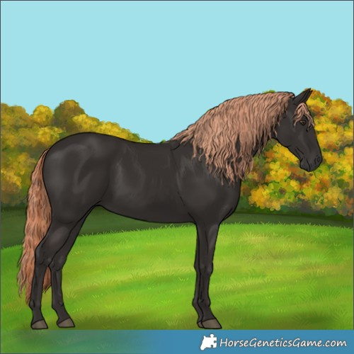 Horse Color:Liver Chestnut 