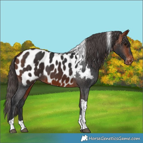 Horse Color:Bay Tobiano Near Leopard 
