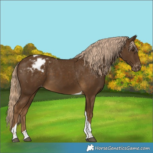 Horse Color:Chocolate Palomino Tobiano Appaloosa 