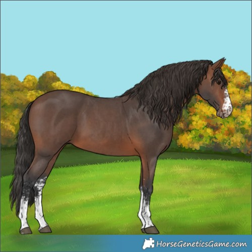 Horse Color:Brown Sabino 