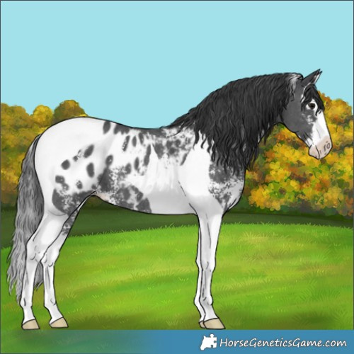 Horse Color:Black Sabino Splash Tobiano Blanket 