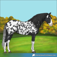 Horse Color:Black Splash Near Leopard 