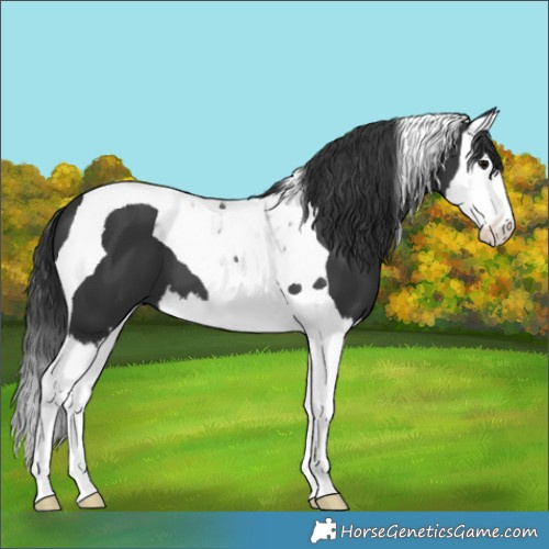 Horse Color:Black Splash Tobiano 