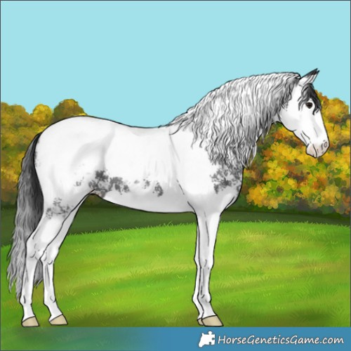 Horse Color:Black Sabino Splash Tobiano Snowcap 