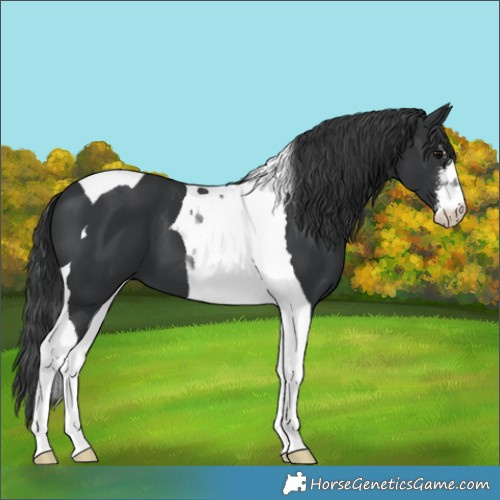 Horse Color:White Spotted Black Tobiano 
