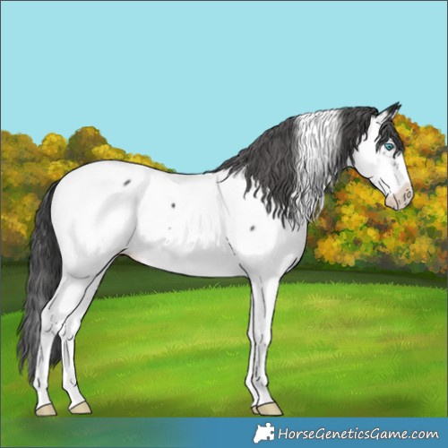 Horse Color:Black Splash Tobiano Near Fewspot