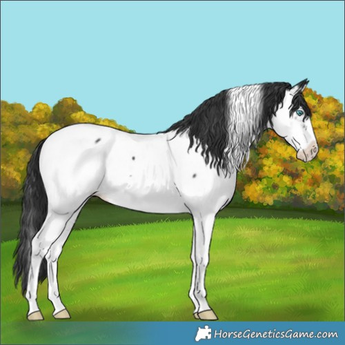 Horse Color:Black Splash Tobiano Appaloosa 