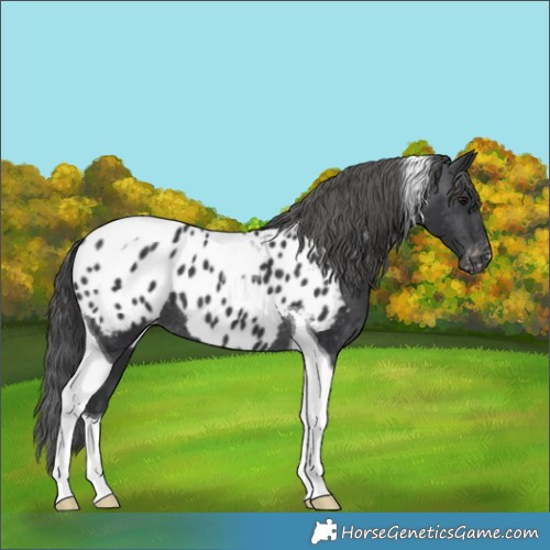 Horse Color:Black Tobiano Near Leopard 