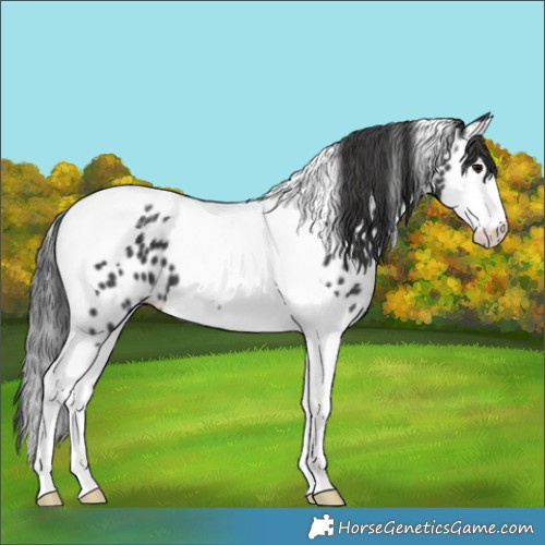 Horse Color:Black Splash Tobiano Near Leopard 