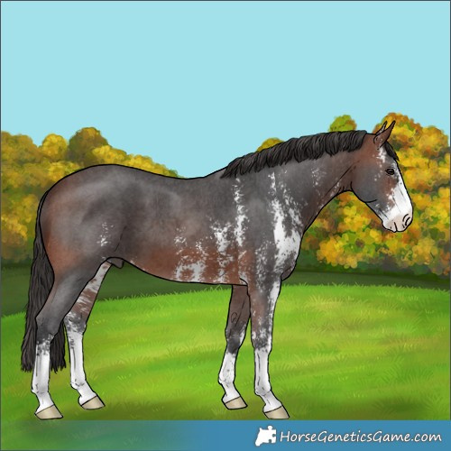 Horse Color:Brown Sabino 