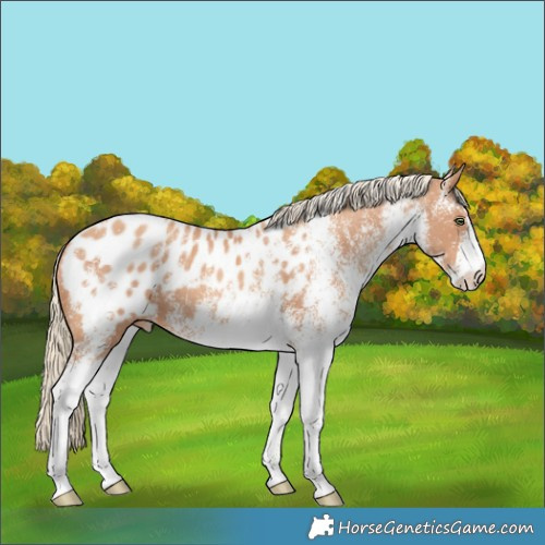 Horse Color:White Spotted Gold Champagne Appaloosa
