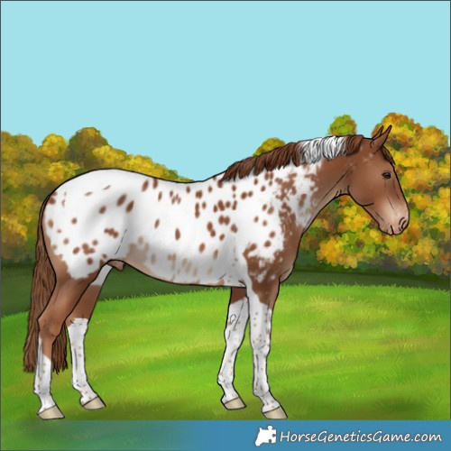 Horse Color:Chestnut Tobiano Appaloosa 