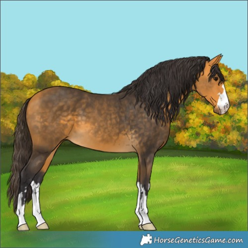 Horse Color:Buckskin 