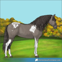 Horse Color:Grullo Tobiano Appaloosa