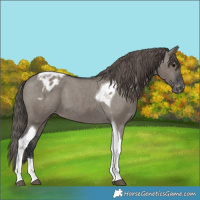 Horse Color:Grullo Tobiano Varnish 
