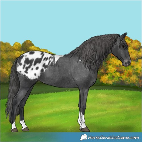 Horse Color:Black Tobiano Blanket