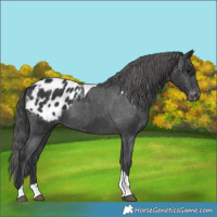 Horse Color:Black Tobiano Blanket