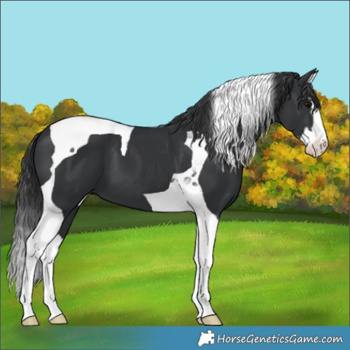 Horse Color:Black Splash Tobiano 