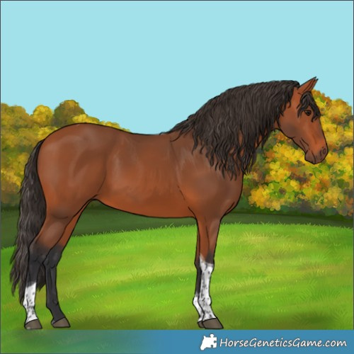 Horse Color:Bay Tobiano 