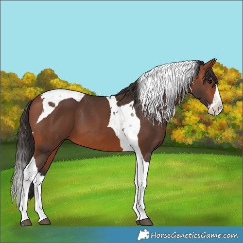 Horse Color:Bay Splash Tobiano 
