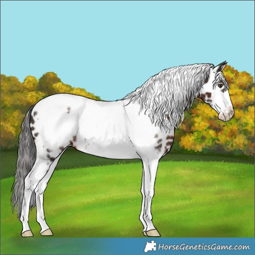 Horse Color:Liver Chestnut Tobiano Frame Leopard Rabicano 