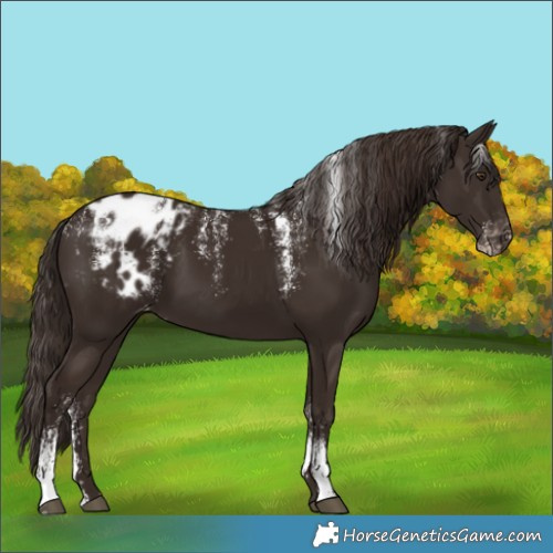 Horse Color:Powder White Liver Chestnut Appaloosa 