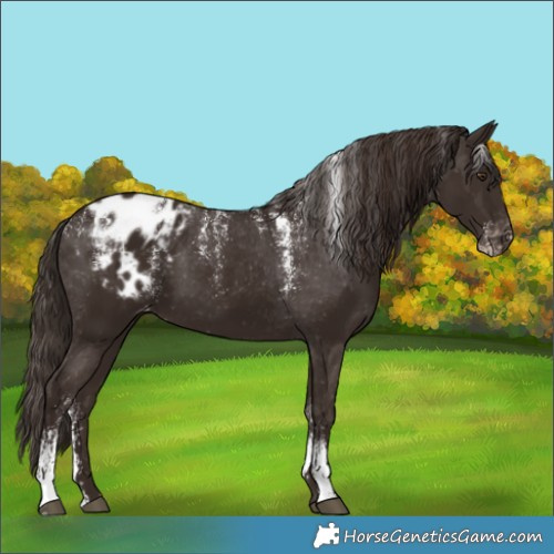 Horse Color:Powder White Liver Chestnut Blanket