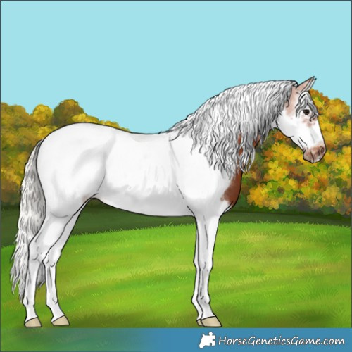 Horse Color:Silver Bay Splash Tobiano Frame