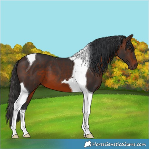 Horse Color:Brown Tobiano