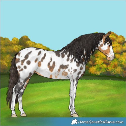 Horse Color:Buckskin Sabino Tobiano Near Leopard 