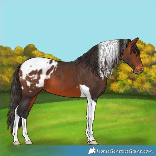 Horse Color:Bay Tobiano Blanket