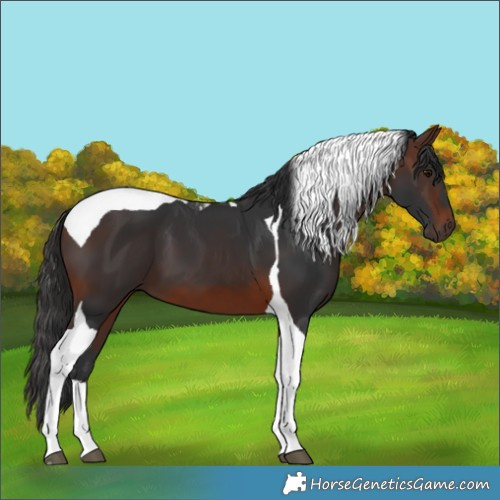 Horse Color:Brown Tobiano