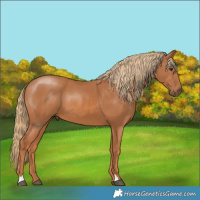 Horse Color:Chestnut 