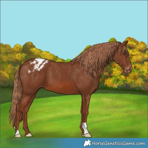 Horse Color:Chestnut Appaloosa 