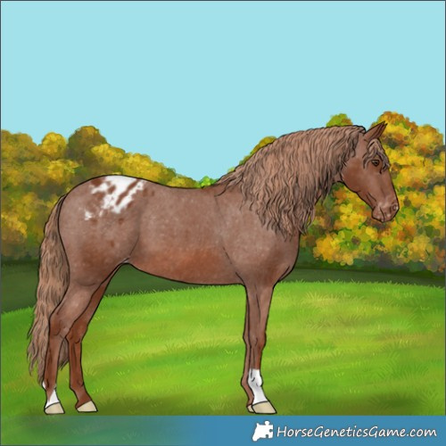 Horse Color:Chestnut Varnish