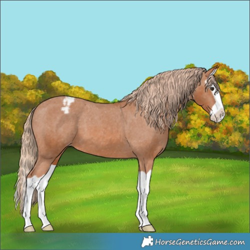 Horse Color:Chestnut Splash Varnish 