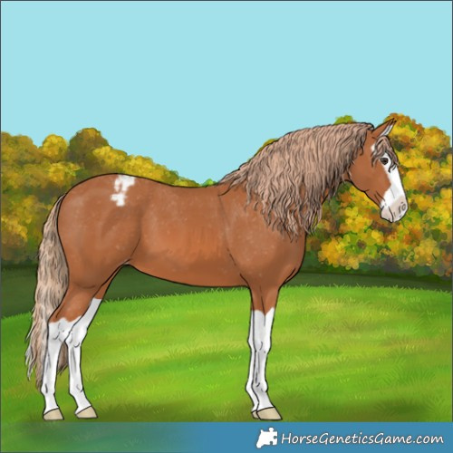 Horse Color:Chestnut Splash Appaloosa 