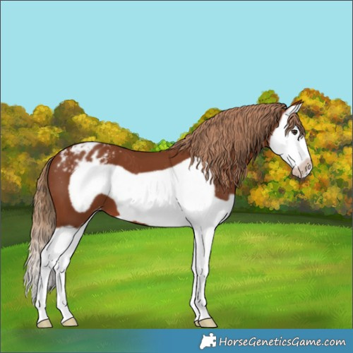 Horse Color:Chestnut Splash Frame Appaloosa 