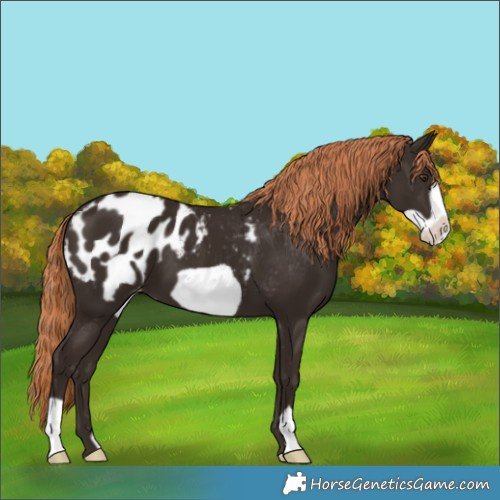 Horse Color:Liver Chestnut Frame Appaloosa 