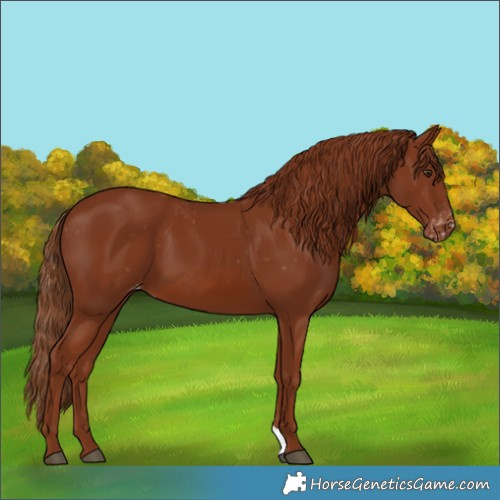 Horse Color:Chestnut Appaloosa