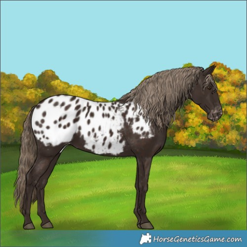 Horse Color:Liver Chestnut Blanket 