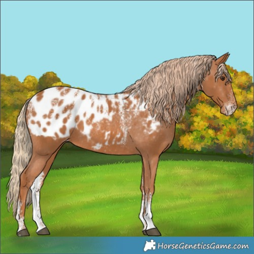 Horse Color:Powder White Chestnut Blanket