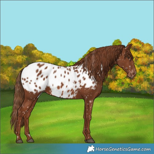 Horse Color:Chestnut Appaloosa