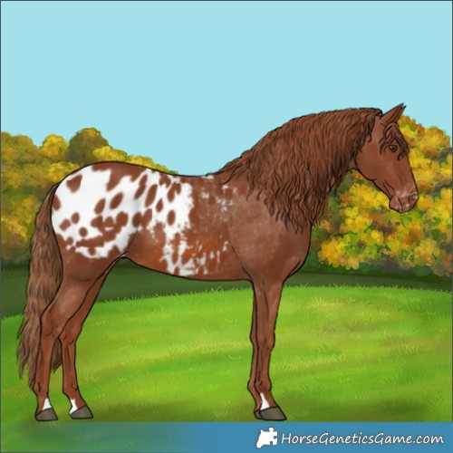 Horse Color:Chestnut Blanket 