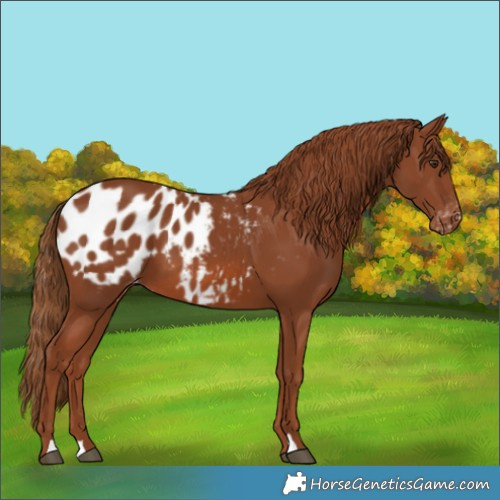 Horse Color:Chestnut Appaloosa