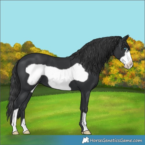 Horse Color:Black Frame 