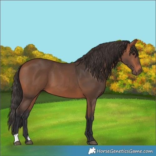 Horse Color:Bay 