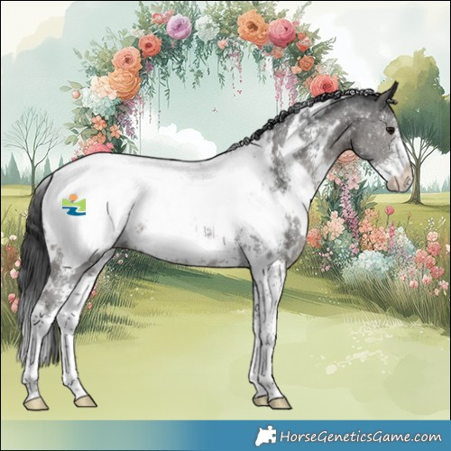 Horse Color:White Spotted Black Sabino Appaloosa 